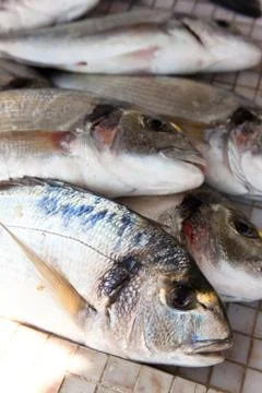 Seafood bream Stock Photos