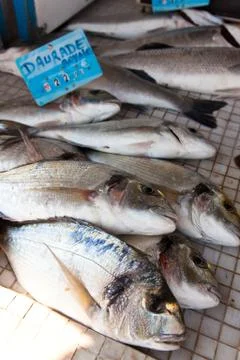 Seafood bream Stock Photos