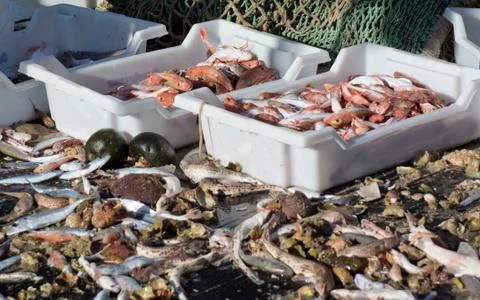 Seafood catch Stock Photos