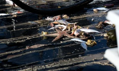 Seafood catch Stock Photos