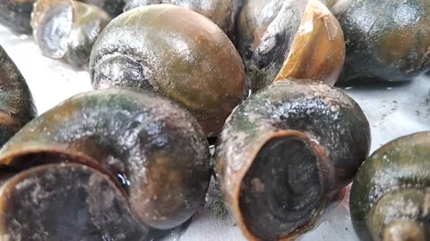 Seafood that is in cleaning.  Stock Footage 145670400