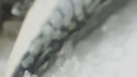 Seafood: close up slide over fresh mackerel fish Stock Footage 87720686
