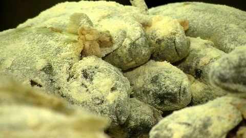 Seafood Cooked Fried Fish Trout on a Plate in a Restaurant Stock Footage 90233914