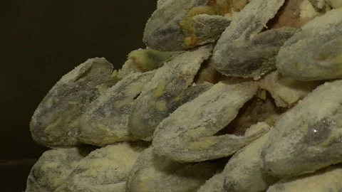 Seafood Cooked Fried Fish Trout on a Plate in a Restaurant Stock Footage 90237888