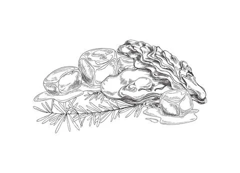 Seafood dish serving with oyster, ice cubes and rosemary fresh herb - sketch Stock Illustration
