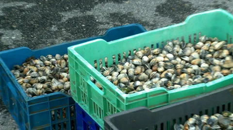 Seafood Stock Footage 5505350