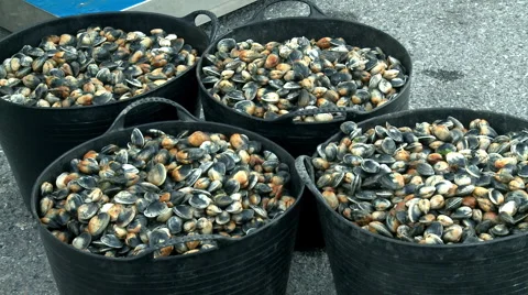 Seafood Stock Footage 5505353