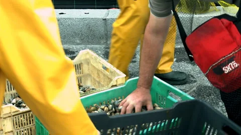 Seafood Stock Footage 5505354