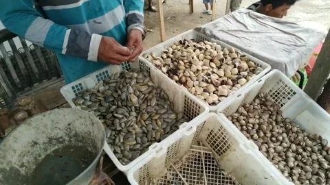 Seafood Stock Footage 272849694