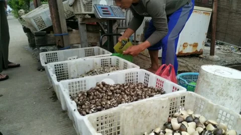 Seafood Stock Footage 272849710