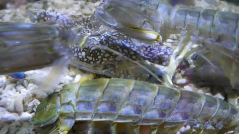 Seafood of Mantis shrimps in water Stock Footage 115081853