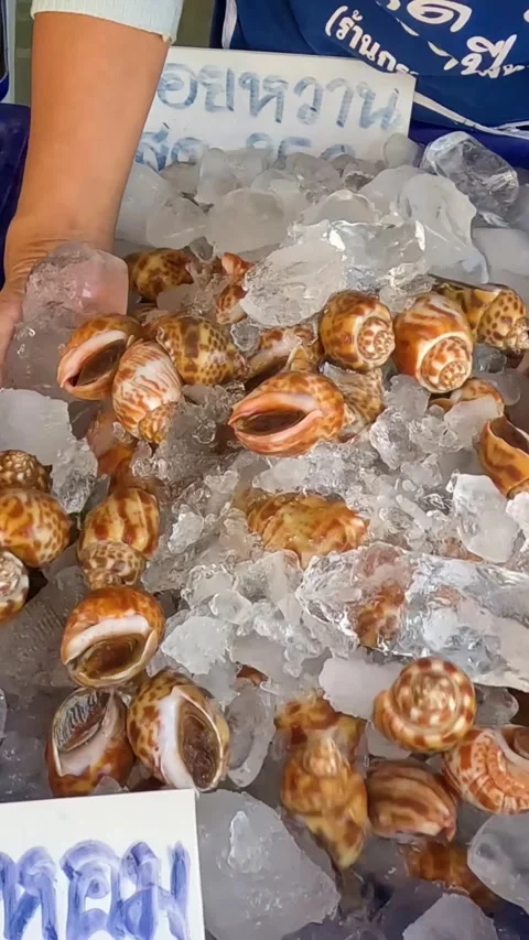 Seafood Market Shellfish Selection Process Stock Footage 304475106