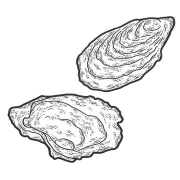 Seafood, oyster. Sketch scratch board imitation. Black and white. Stock Illustration