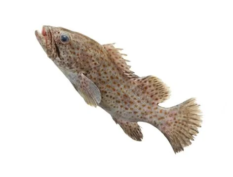 Seafood Stock Photos