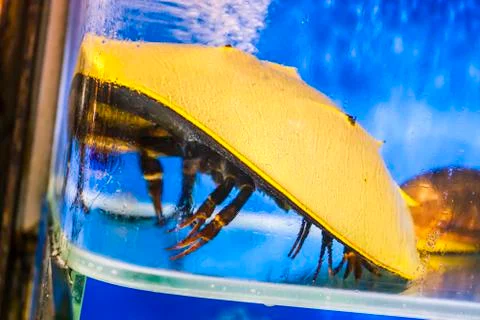 Seafood Stock Photos