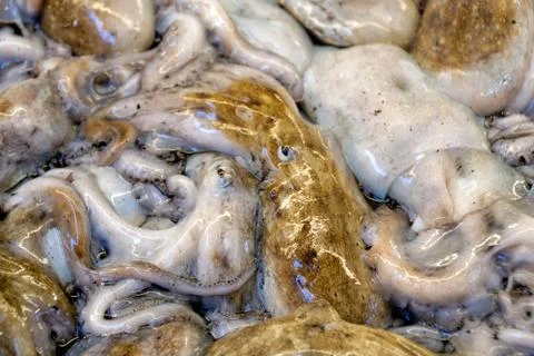 Seafood Stock Photos