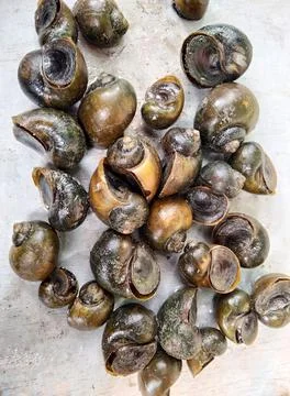 Seafood.  Stock Photos