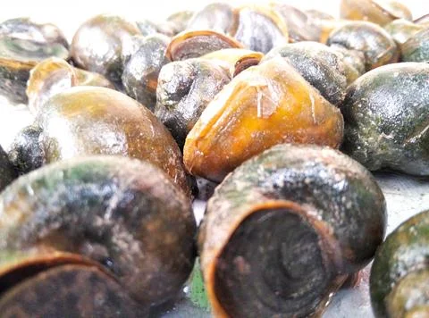 Seafood.  Stock Photos