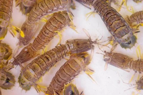 Seafood. Stock Photos