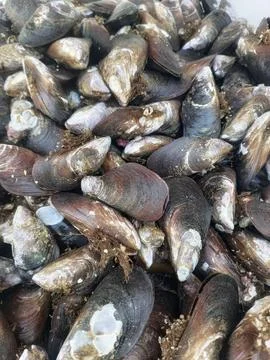 Seafood Stock Photos