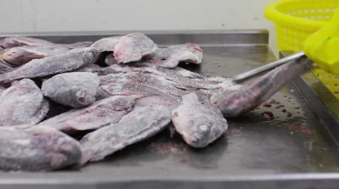 Seafood processing factory 스톡 동영상 58008724