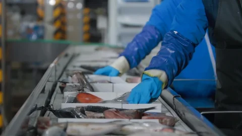 Seafood processing factory preparing fresh fish at modern Fish factory. Fish Stock Footage 121027976