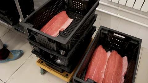 A seafood processing worker takes a whole fish from a box Stock Footage 318427649