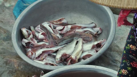 Seafood Processor Sorting Fresh Catch by the Sea, Vietnam 库存影片 284400955