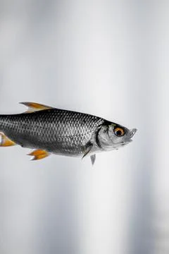 Seafood. River fish roach with red fins in profile. Cooking fish. Stock Photos