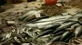 Seafood for sale in Hong Kong Market Street, Meat, Fish HD Footage