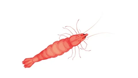 Seafood shrimp icon animation Stock Footage 152554049
