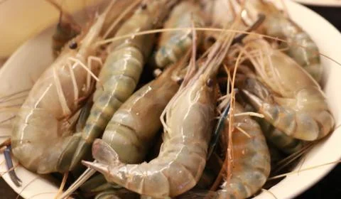 Seafood. Shrimp. Stock Photos