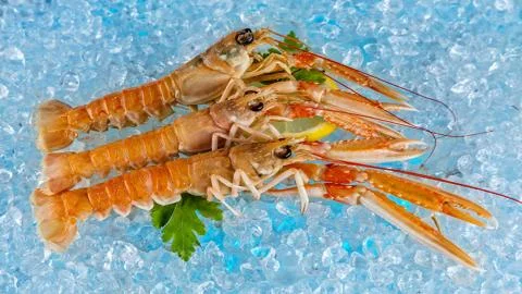 Seafood. Shrimp Stock Photos