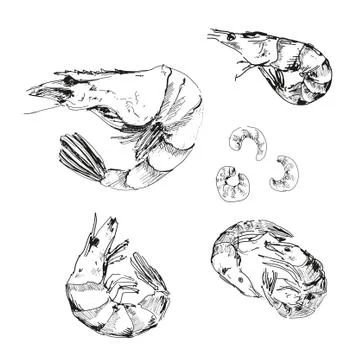Seafood. Shrimps. Stock Illustration