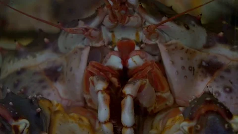 Seafood stand Stockbeeldmateriaal 108679889