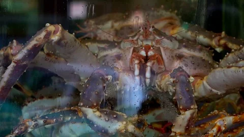 Seafood stand 库存影片 108679946