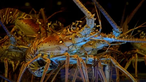 Seafood stand Video stock 108680849