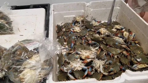 Seafood store 1 Stock Footage 102129392