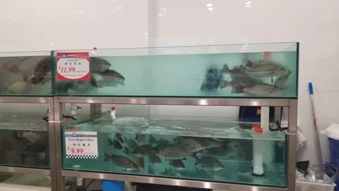 Seafood store 3 Stock Footage 102129366