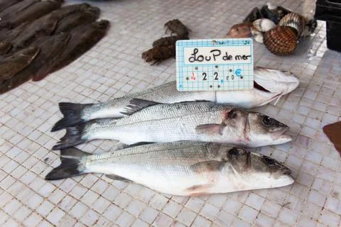 Seafood: wolffish Stock Photos