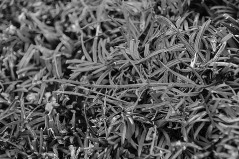 Seafront Park with Flowers Stock Photos