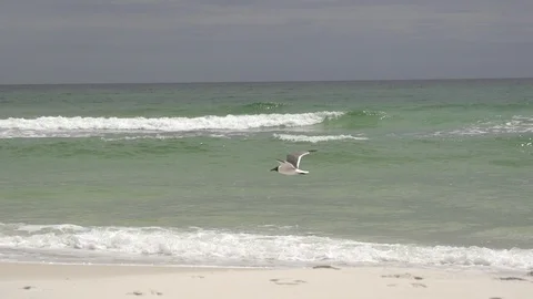 Seafull Flying Over The Beach Water Ocean Waves Stockbeeldmateriaal 86533644