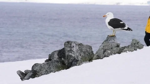Seagall standing on rock. Stock Footage 75337614