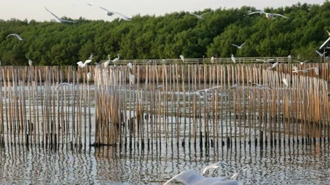 Seagalls Видео 131454217