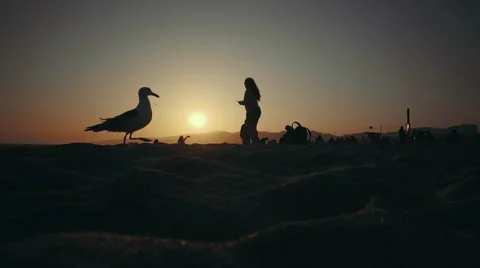 Seagle Walking On Sand During Sunset Stock Footage 64654835