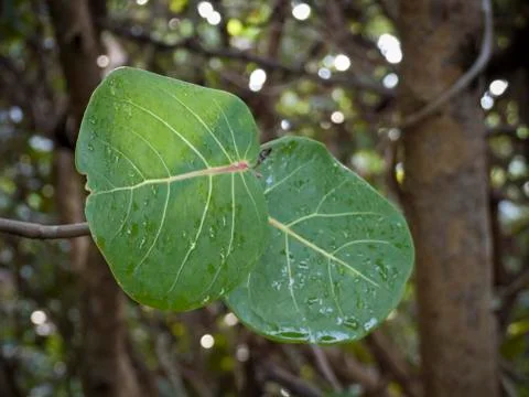 Seagrape Stock Photos