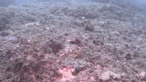 Seagrass and Damsels Stock Footage 150471659