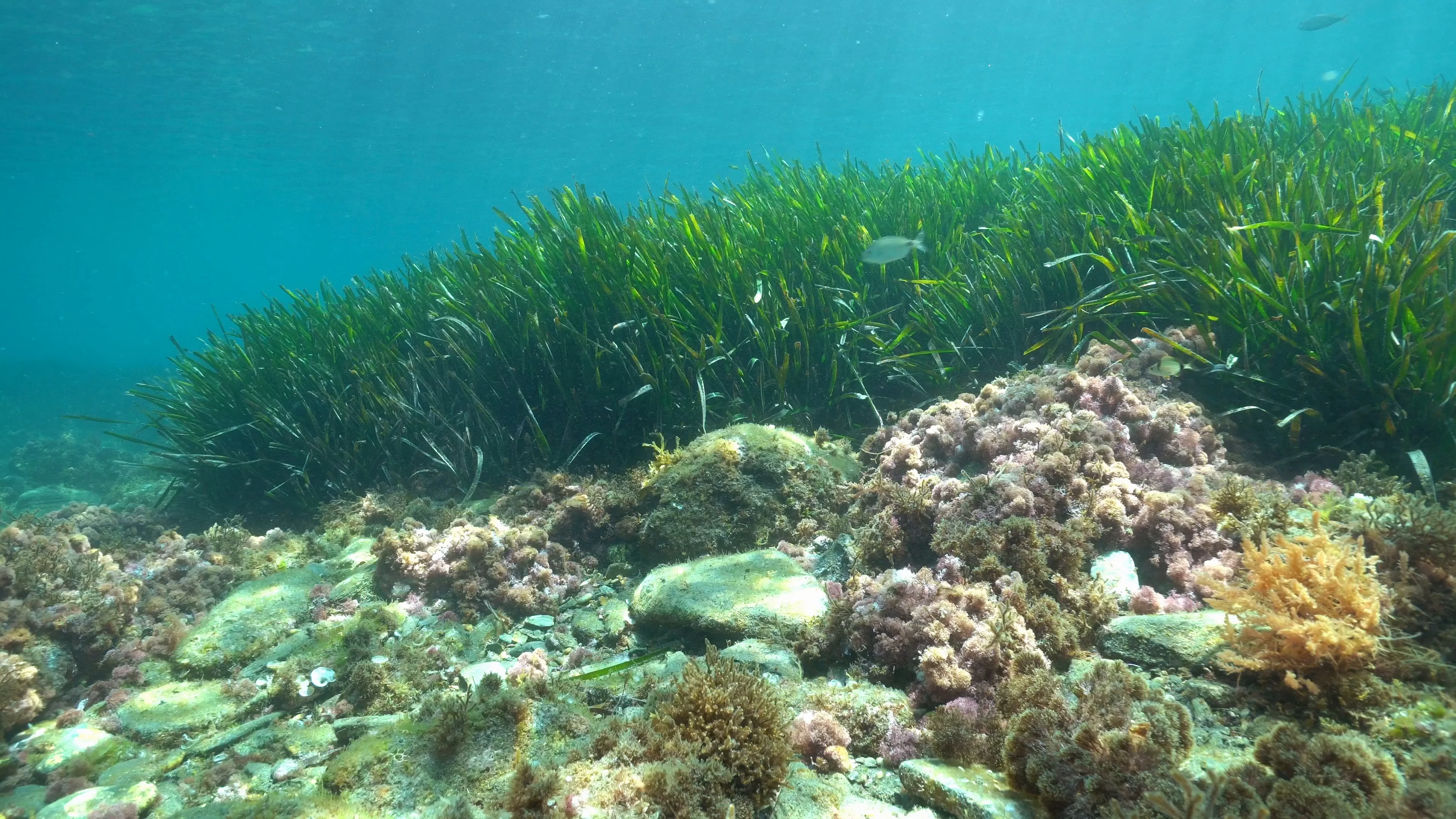 Underwater seaweeds in Mediterranean sea, Stock Video