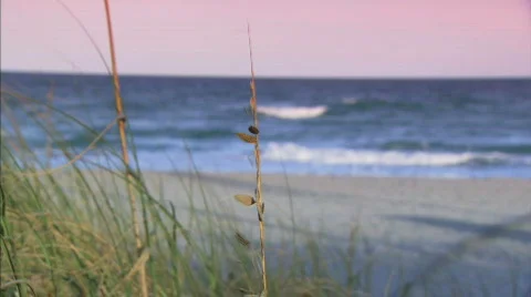 Seagrass beach Stock Footage 622928