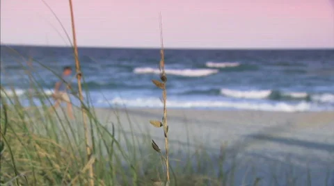 Seagrass beach Stock Footage 622931